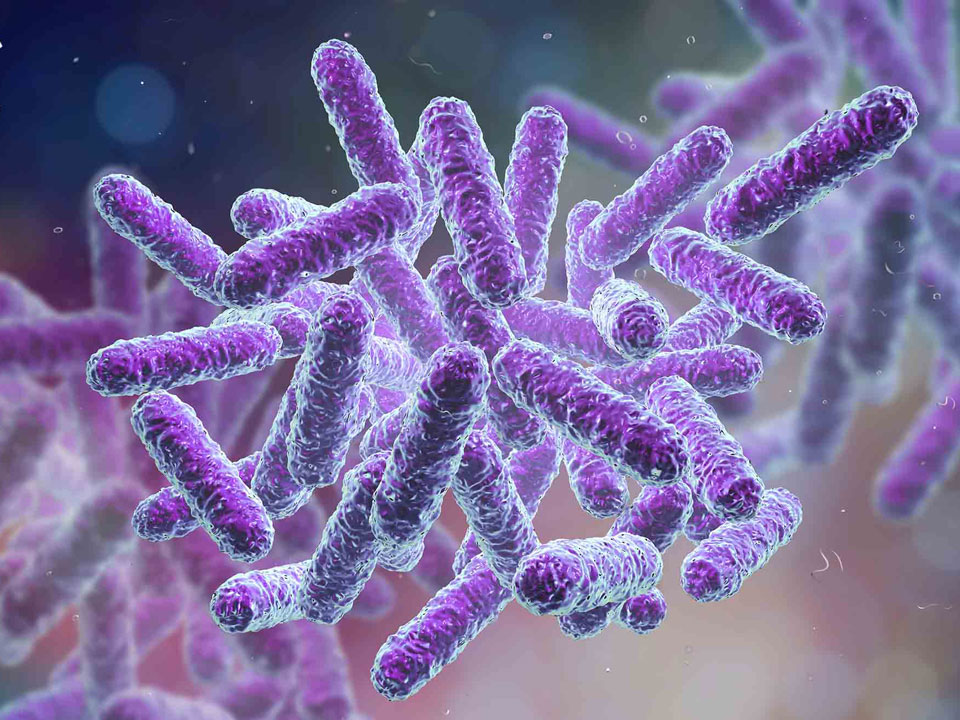 Die Wichtigkeit unseres Mikrobioms für die Gesundheit wurde wissenschaftlich eindeutig nachgewiesen